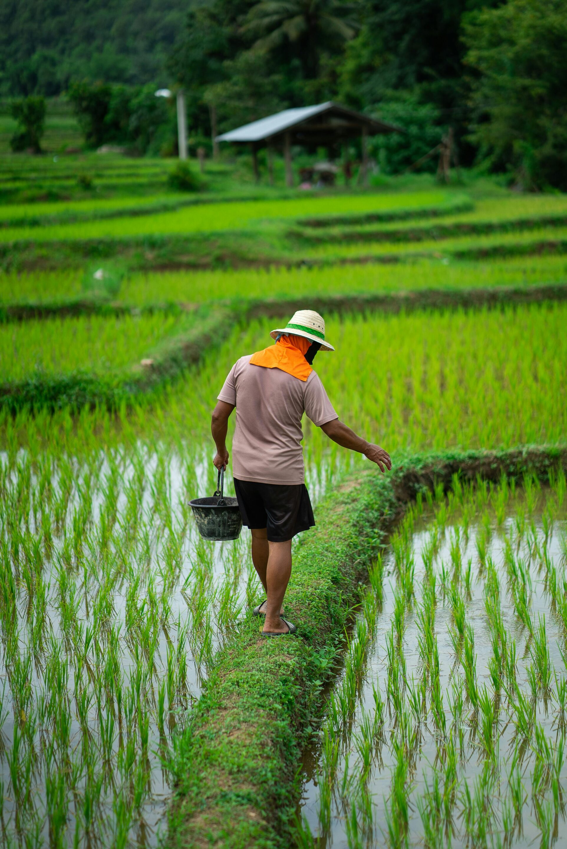 Rizières du Nord de la Thaïlande en saison des pluies, vert intense